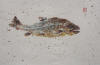 brown trout I  sold pittston.jpg (51682 bytes)